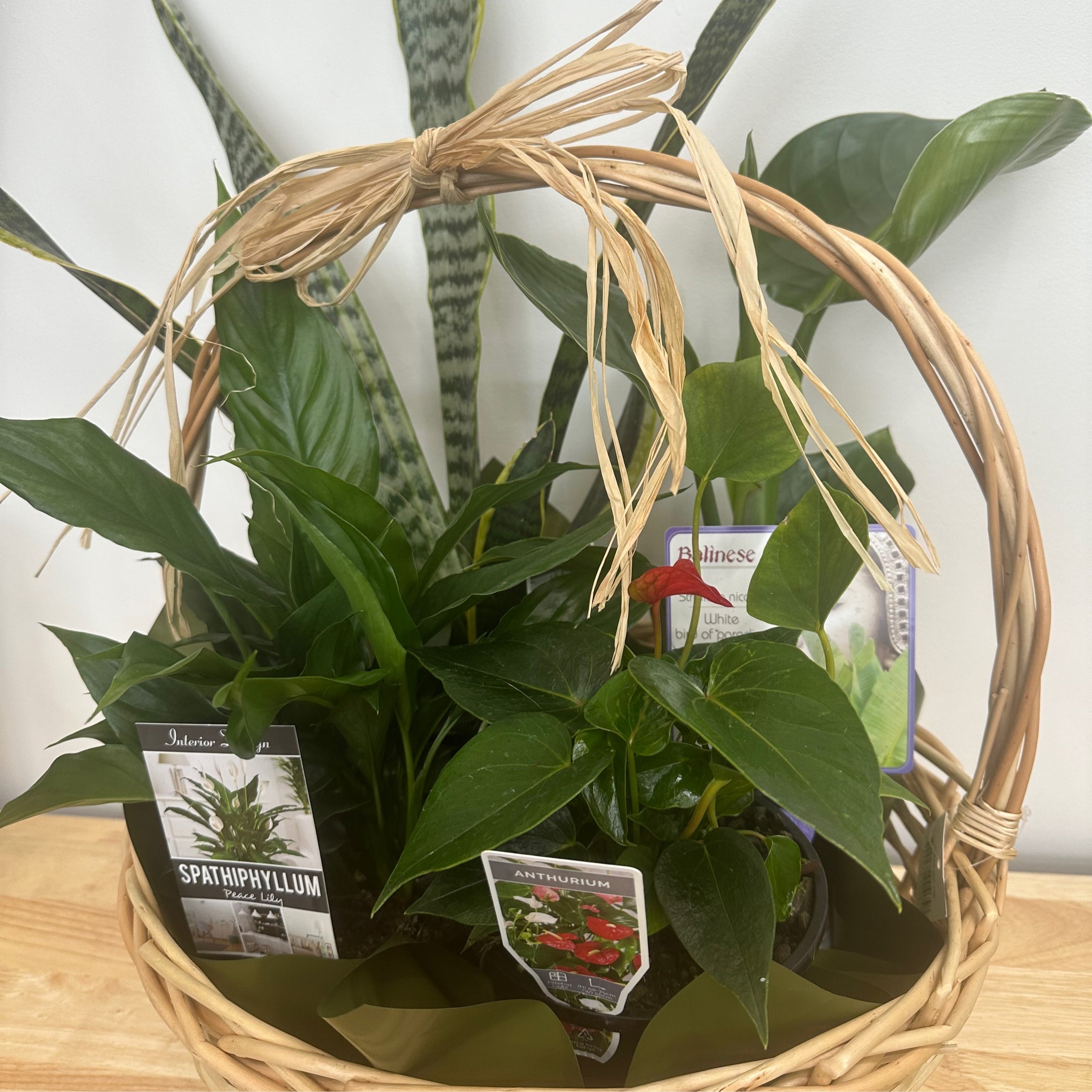 Plants My Florist Launceston Tasmania 2/222 Wellington Street South