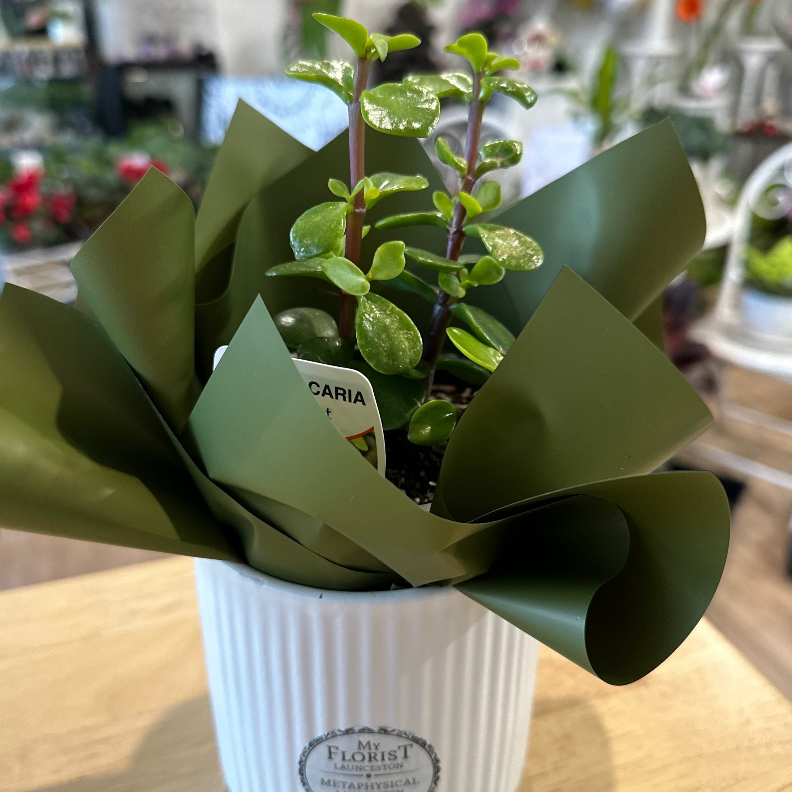 Mini Leaf Jade in Petite Pot (Money Tree) Includes Delivery My