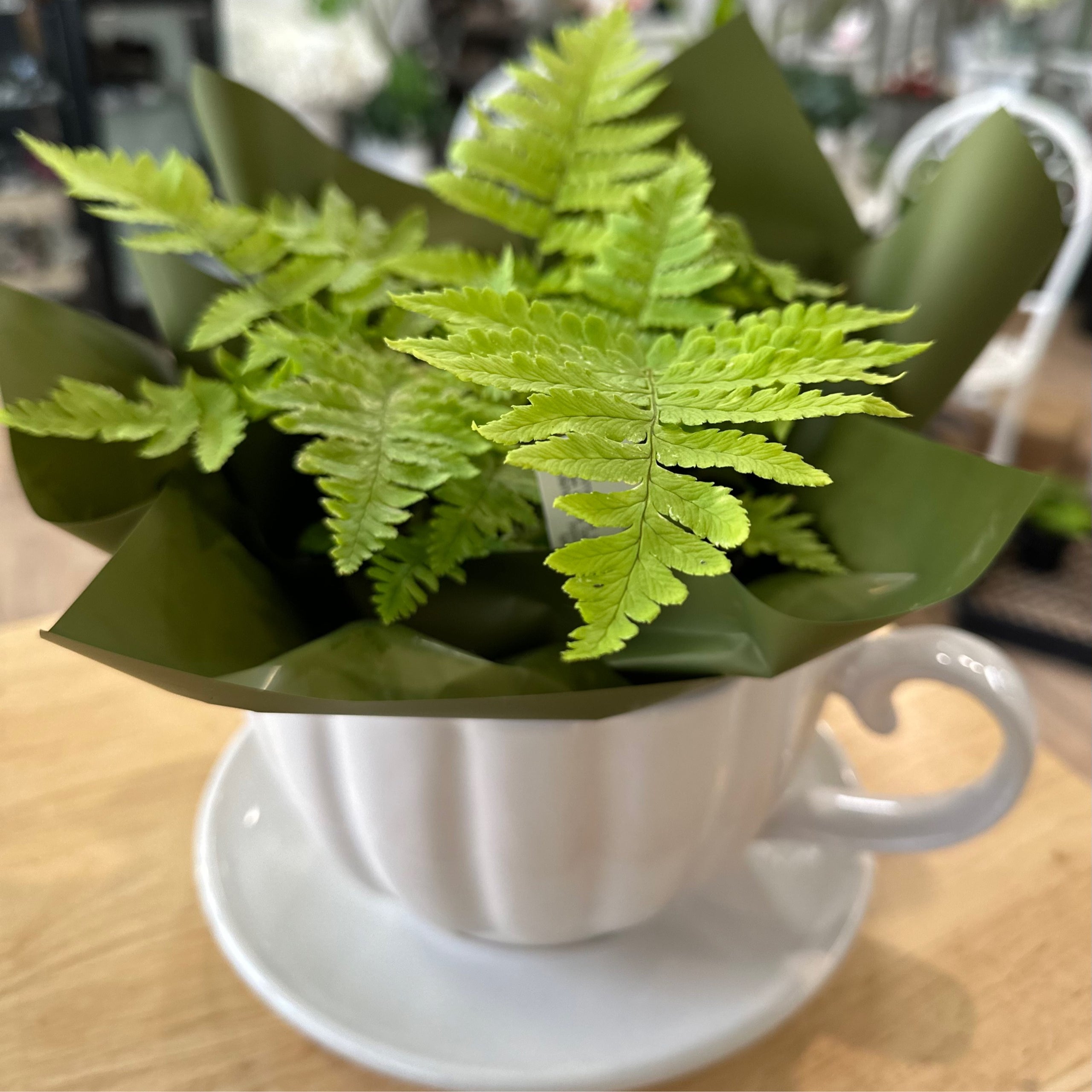 Fern Tea Cup Planter Includes Delivery My Florist Launceston