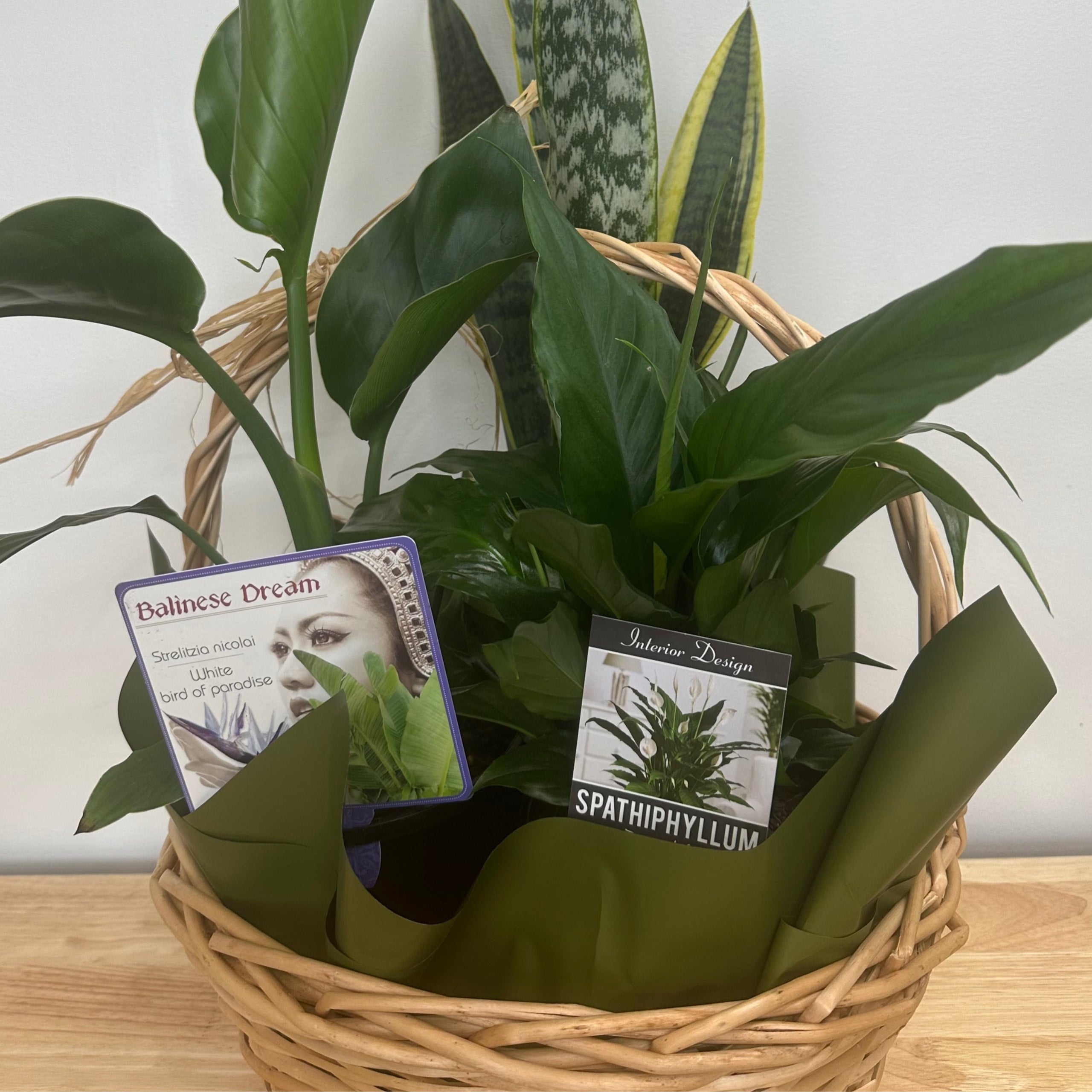 Plants My Florist Launceston Tasmania 2/222 Wellington Street South