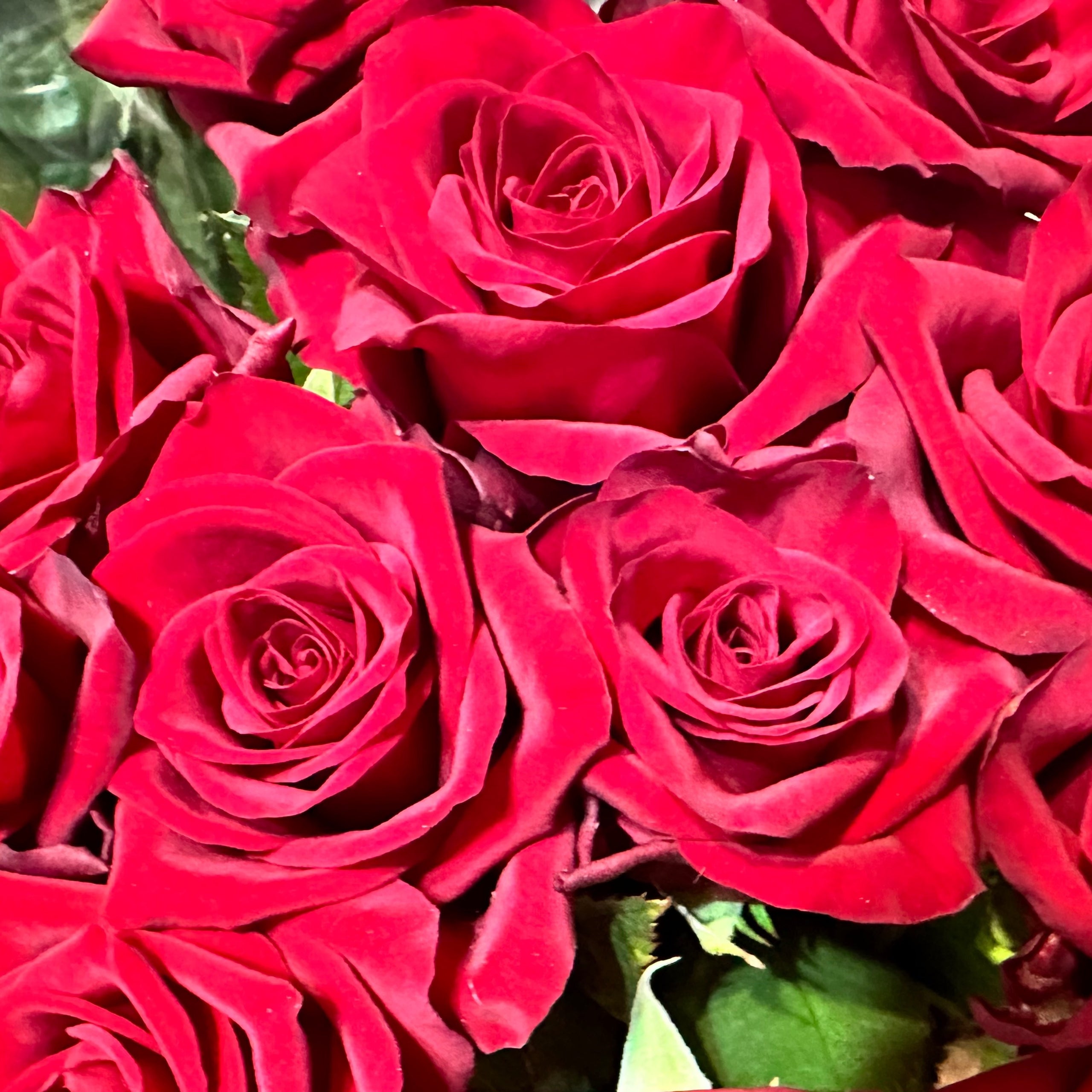 Dozen Red Roses My Florist Launceston Tasmania 2/222 Wellington